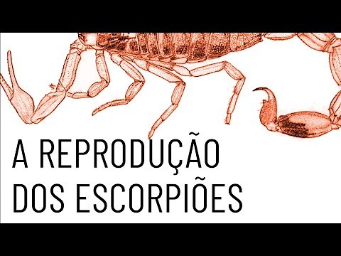 A reprodução dos escorpiões
