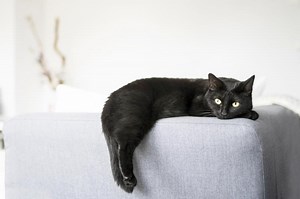 320  Black Cat Names to Match Their Dark Charm | LoveToKnow Pets