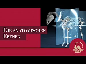 Pferde-Anatomie - Die anatomischen Ebenen - Pferde gesund bewegen