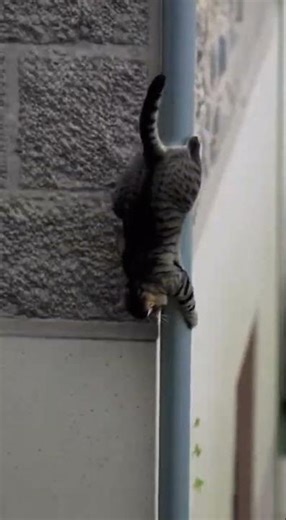 Ninja 🥷 Cat Mission The Fastest Way Down is the Drainpipe 💧