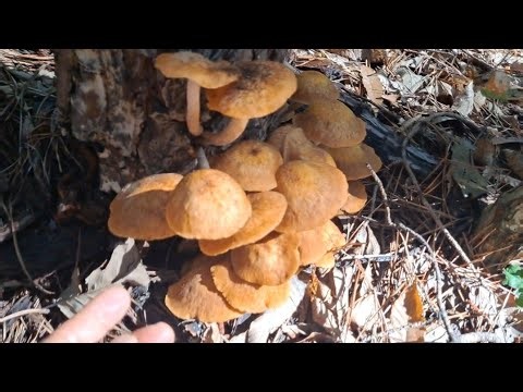 🍄야생버섯 대풍년! 지금 한창 올라옵니다.버섯산행 건강 항암 