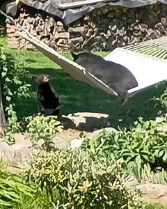 39K views · 564 reactions | The struggle was real for this little bear trying to get into the hammock with mom. | WAVE | Facebook