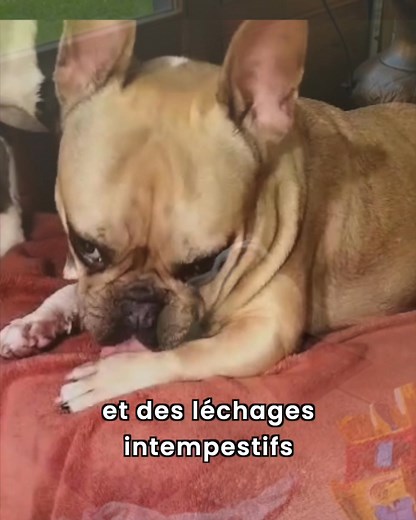 La dermatite ne disparaît jamais totalement. Mais avec une alimentation adaptée, votre chien peut retrouver confort et sérénité. Les croquettes spéciales allergies Réglo sont formulées avec : ✅ Protéines hypoallergéniques ✅ Oméga-3 anti-inflammatoires ✅ Prébiotiques ✅ Levure de bière Déjà plus de 50 000 chiens soulagés. | Réglo