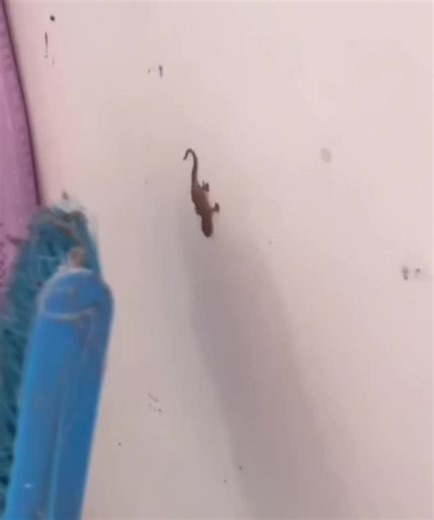 Cute and Funny Lizard Squeaks for Your Enjoyment