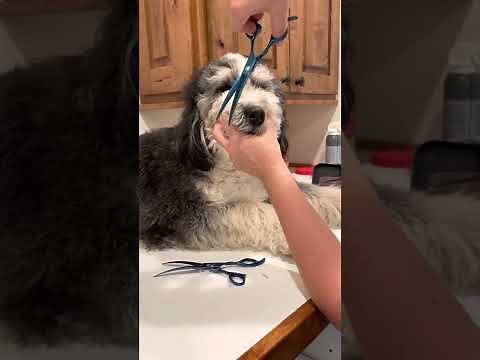 My version of how to trim your bernedoodle Part 1.