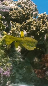 Mesmerizing vertical shots capture elegance of yellow boxfish near coral. Unique underwater footage captures essence of yellow boxfish marine life on coral reef in Red Sea.