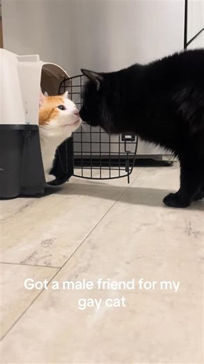 @kittiepr1ncess on Instagram: "The video that got me most of my followers on Tik Tok😭 PS this is a light hearted joke and this wasn’t their first initial interaction with each other I’m going to be using this account to post reels, cute pics, and just have fun 🩷 #cats #animals #cute #lgbt #viralreels"