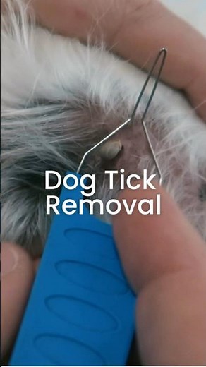 Tick Removal for your dog. Easy steps to remove ticks #tickremoval