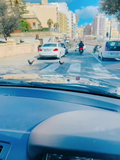 #Malta #balluta #discipline #firstofall #chickens #chickensoftiktok #coffeetime #viralvideos #viraltiktok #viralchickens #chicken4life #chicken4you