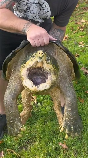 How To Lift An Alligator Snapping Turtle #goodtoknow #vet #medicine #funfact #lifehacks #educational