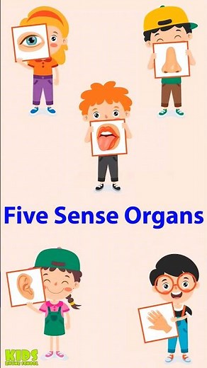 Sense organs For Kids | Kids Learning Video