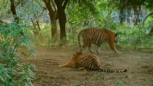 Animal planet -  Great Wildlife Moments