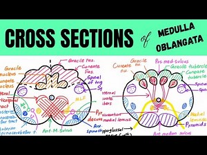 All CROSS SECTIONS in 5 minutes | Medulla Oblangata | DR. AI
