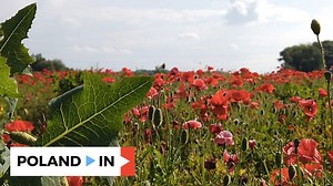 3.9K views · 221 reactions | Watch our video to admire the breathtaking poppy field in southern Poland and learn more about poppy cultivation in the country. | TVP World | Facebook
