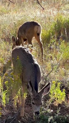 Baby mule deer with giant ears and eyelashes! | Good Bull Outdoors