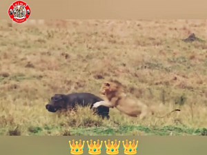 This is the king of jungle #lions #wildanimals #NationalGeographic #Afrique #hunting | Animal loves