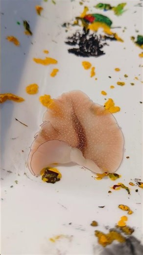 Incredible Marine Creatures You Didn't Know Existed!🌊MarineBiology #Flatworm #UnderwaterLife#SeaLife