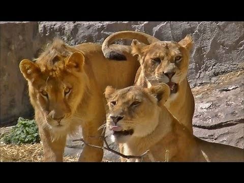 東山動物園の動画集 part1 （クマ、ライオン、ヒョウ、トラなど１８種類の動物たち）