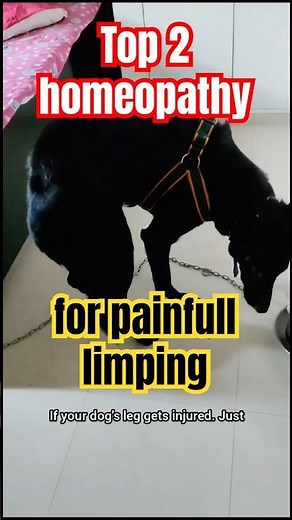 Best homeopathy for dog limping condition