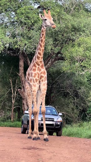 Watching a giraffe chew its cud is a fascinating sight! Giraffes are ruminants, which means they digest their food in a multi-step process. After munching on leaves, especially from acacia trees, the partially digested food (called cud) is brought back up from the stomach to the mouth for a second round of chewing. You might notice the giraffe's long neck moving slightly as it regurgitates the cud. Once the cud is thoroughly chewed, it's swallowed again for further digestion. This process helps 