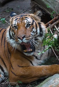 Weekend plans involve a big nap 🐅 #connor #tiger #sandiegozoo #caturday