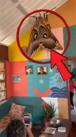 Top 3 Giant Bugs You Won’t Believe Exist 😱 #animals #facts #insects