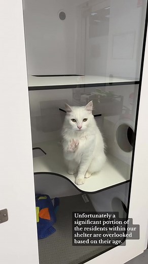 To see our ready to adopt adults, either head over to www.catprotection.com.au or visit us at the shelter in Greensborough 🐱