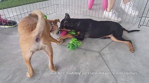 2K views · 84 reactions | ADOPTION SPOTLIGHT - LILY High-spirited...