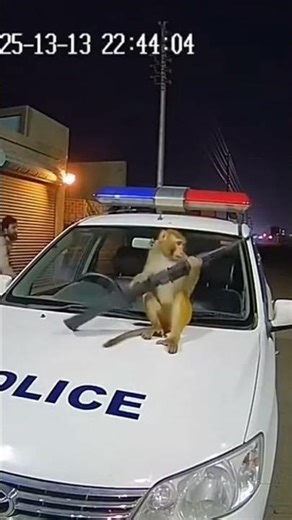 Unbelievable Jungle Encounters: Monkeys vs. Humans