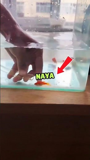 This Fish Took the Longest Water Slide Ever 😳 #actingchallenge