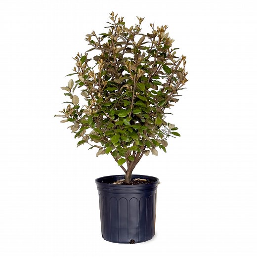 Ebbinge's Silverberry | Shop Online