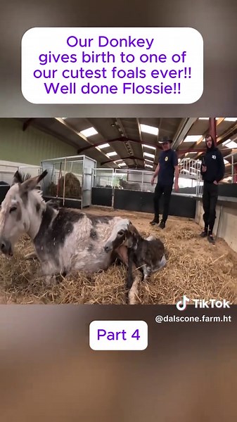 Donkey Birth: Meet Our Adorable New Foal