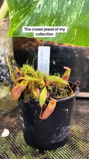 Rare and Stunning Nepenthes Attenboroughii - Conservationist's Dream
