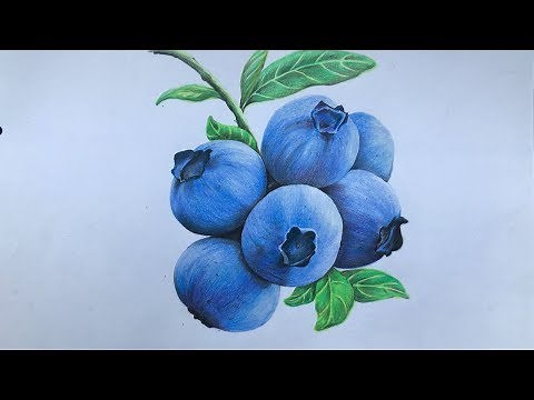 Blueberry drawing in color pencil | fruit drawing | blueberry drawing step by step