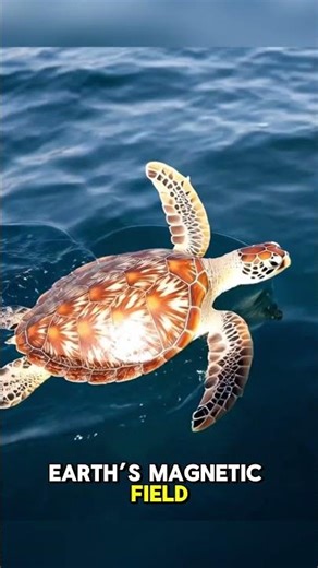 The SHOCKING Truth About Sea Turtles' Long Distance Travels #seaturtle #oceanfact #wildwonderpedia