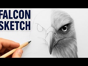 "You Won’t Believe This Falcon Was Drawn with Just a Pencil! Falcon Sketch Timelapse | Part 01