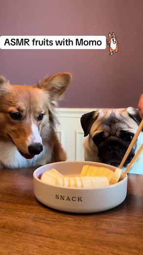 ASMR Fruit Eating with Momo the Pug