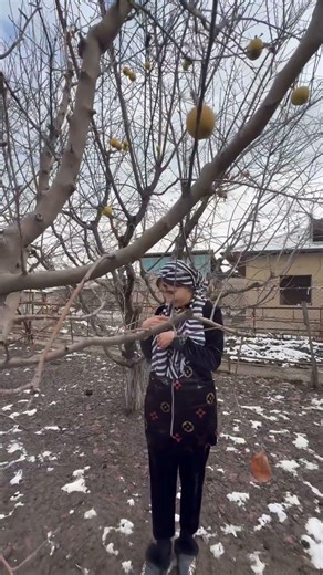 The Last Apple on the Tree 🍎 | A Quiet Moment from Village Life #rurallife #food #farming