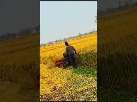 Hand Tractor for Easy Harvesting 🚜 Modern Farming Tips #shorts