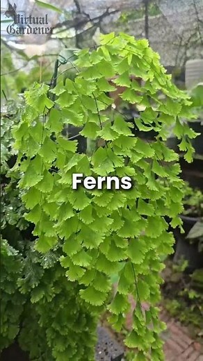 Plants That Turn Any Indoor Wall Into a Living Masterpiece