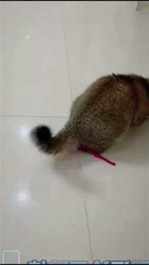 Ultimate Funny Cat Fails & Clumsy Moments Compilation
