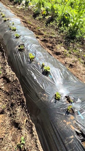 The potato rows. Lots of sprouts have emerged. I planted three varieties: Danshaku, May Queen, an...