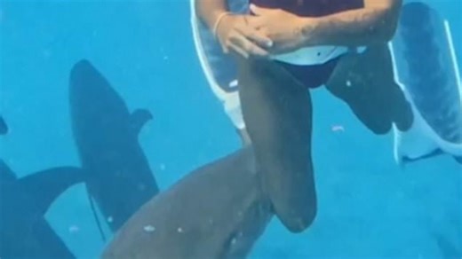 Moment shark latches its teeth into diver's leg