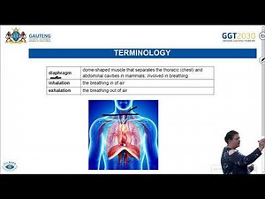 Functioning of Gaseous Exchange System