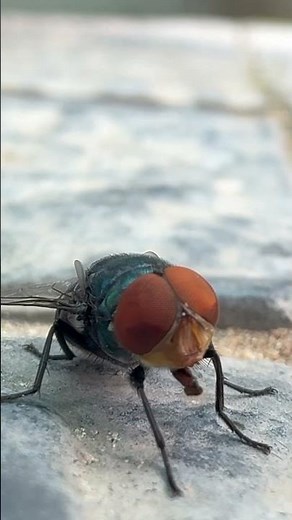 Amazing Close-Up of a Metallic Blowfly 🪰 | Nature’s Tiny Cleaner