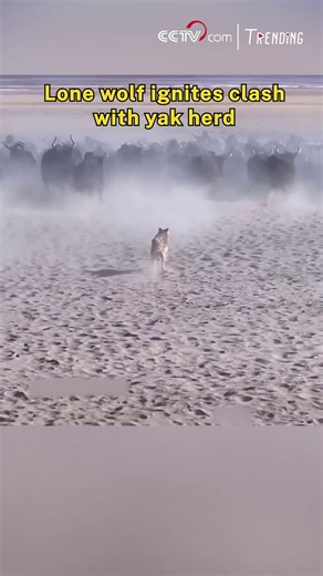 16K views · 149 reactions | Watch as a lone wolf charges head-on into a massive herd of wild yaks in a display of tactical precision. Acting as the spearhead of the pack, its bold move triggers a coordinated chase. With speed and precision, the wolf works to isolate its target through encirclement and relentless pursuit, offering a gripping glimpse into the pack's calculated hunting strategy in action. #Trending | CCTV | Facebook