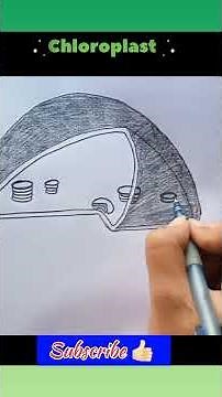 chloroplast Drawing #biologydiagram Please subscribe