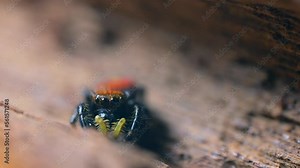 The jumping spider looks around for prey. In its natural environment. Eye to eye close up, high magnification.