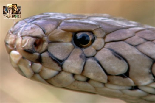 399K views · 12K reactions | Deadly Venom - [ हिन्दी डाक्यूमेंट्री ] Part 3 , #nature #animals #documentary #discovery #wildworlddocumentary | Wild World | Facebook