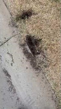 THE ORCHARD GRASS BATTLE CONTINUES #grass #home #lawncare #viral #diy #mowing #shorts #vivial